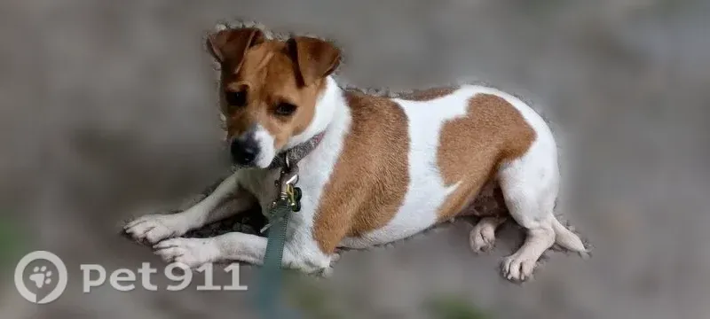 Lost dog, Phemister Road, 387, Carbondale — female white and tan Jack Russell - photo