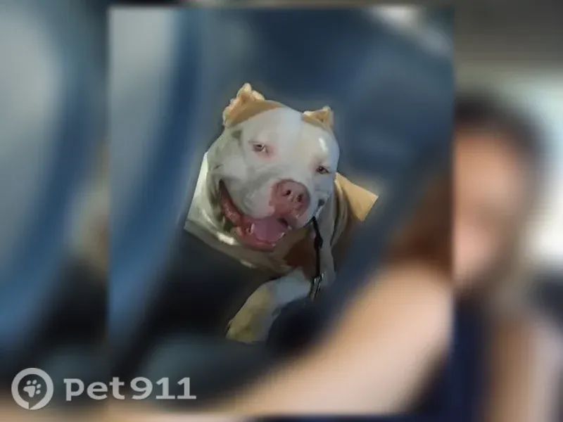 Lost dog, U.S. 192, 17445, Clermont — female red-nose pit bull - photo