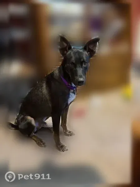 Lost dog, South 24th Street, 2103, Milwaukee — male with brown paws - photo