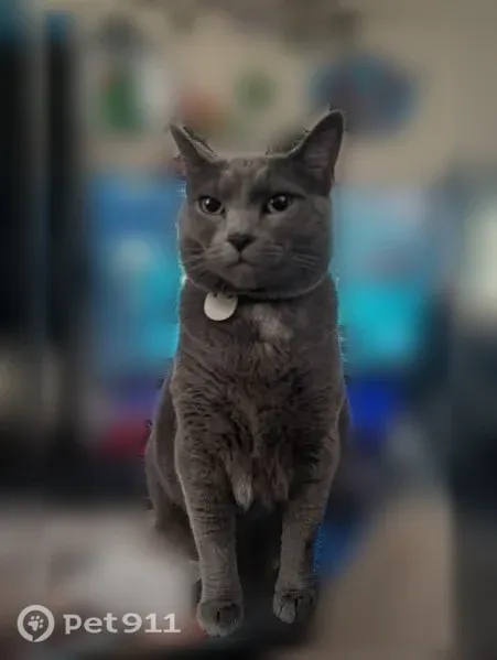Lost cat, Spillway Circle, 9965, Memphis, Germantown — female, grey and skittish - photo