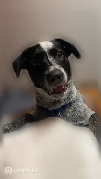 Lost male dog, Interstate 45 South, 820, Conroe, Houston — white facial blaze and black back spot - photo