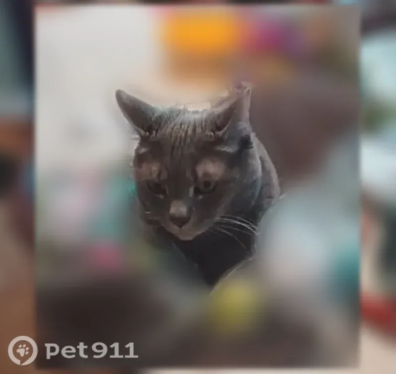 Lost male cat, Rhawn Street, 4501, Philadelphia — solid gray, indoor-only - photo