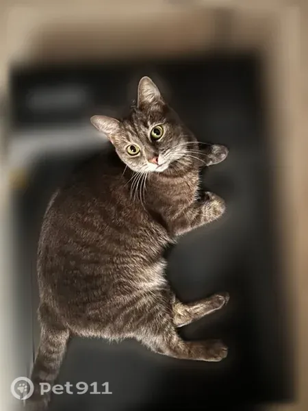 Lost cat, 66th Circle North, 9132, Minneapolis, Arlington — friendly female gray tabby - photo