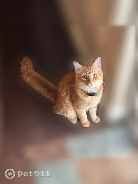 Lost cat, Watercress Drive, 4130, Johnstown — orange tabby with big eyes - photo