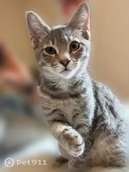 Lost cat, Ridge Street, 535, Fall River — female gray tabby - photo