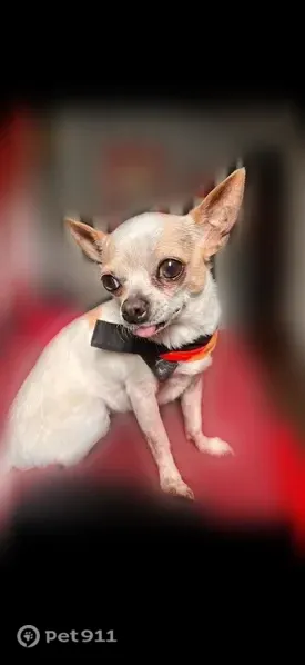 Lost female dog, White Dove Road, 2195, East Stroudsburg, Philadelphia — white with tan spots - photo