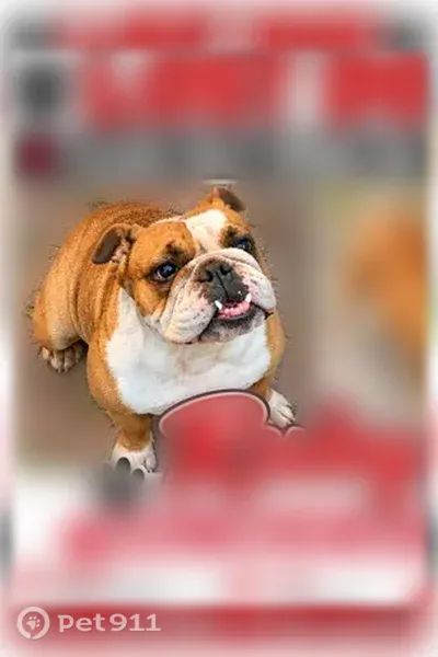 Lost female dog, Harrison Avenue, 6376, Hammond — friendly, not an outdoor dog - photo