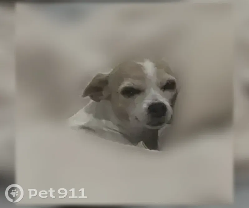 Lost dog, West Paraiso Drive, 18131, Surprise — female Chihuahua - photo