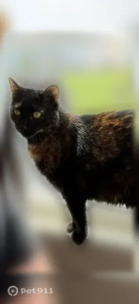 Lost cat, Northeast Spear Lane, Ankeny — female, declawed - photo