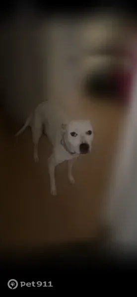 Lost dog, East University Drive, 7165, Mesa — female white American bully with black spots - photo