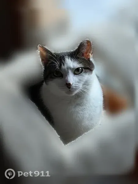 Lost cat, female, Ash Stoker Lane, 47, Horsham, Maple Glen — talkative and small - photo