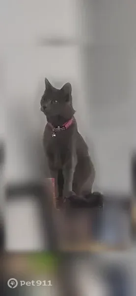 Lost cat, Piedmont, 1312, Temple, Temple — female with a hot pink collar - photo