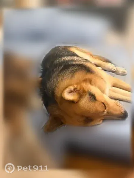 Lost dog, Missouri 12, 11115, Independence — friendly and responds to a sweet voice - photo