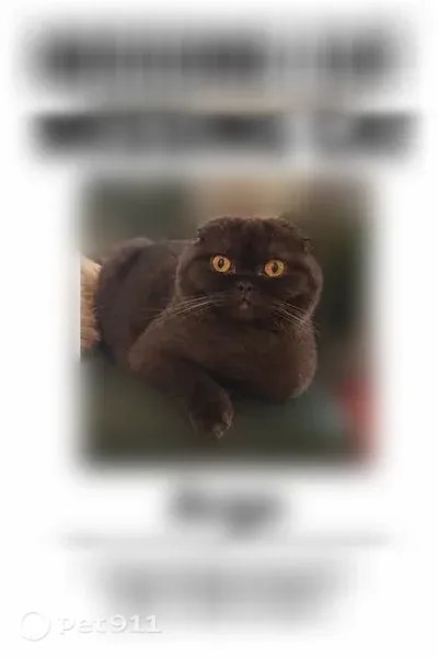 Lost male cat, Ridgegreen Loop North, 1232, Lakeland — folded ears and a squished face - photo
