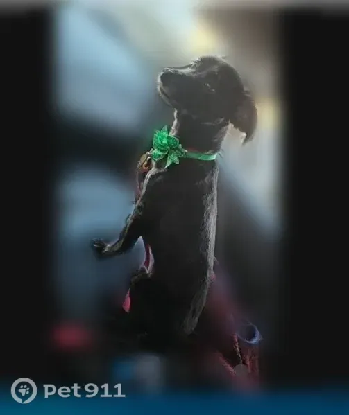 Lost dog, Dennis Road, 11661, Dallas — male, small and black with a red collar - photo