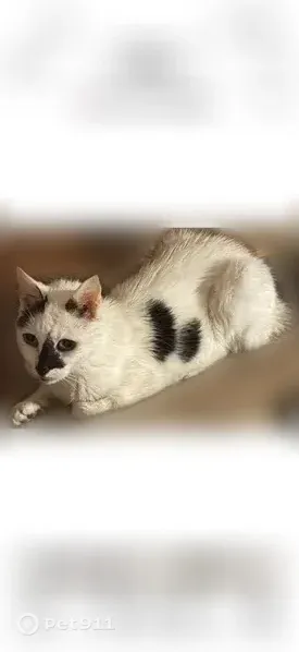 Lost cat, Fingerboard Road, 25, Staten Island — 17-year-old female with black markings - photo