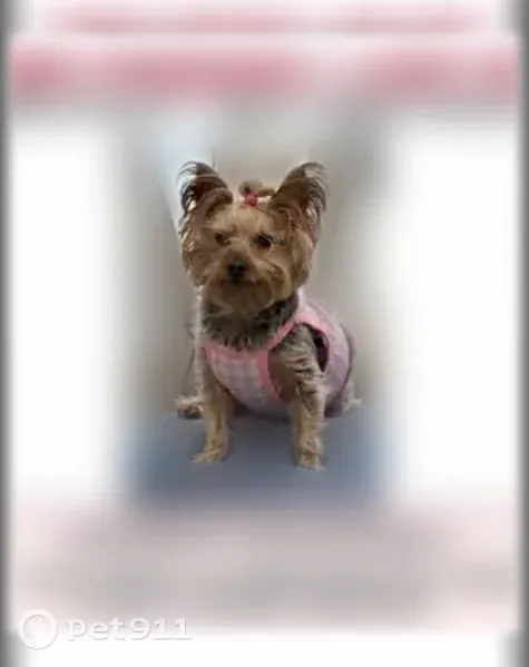 Lost female dog, Northwest 2nd Street, 605, Florida City — black and grey body - photo