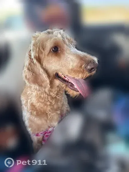 Lost Dog, Kell West Boulevard, 4500, Wichita Falls — Female Golden Doodle with Pink Collar - photo