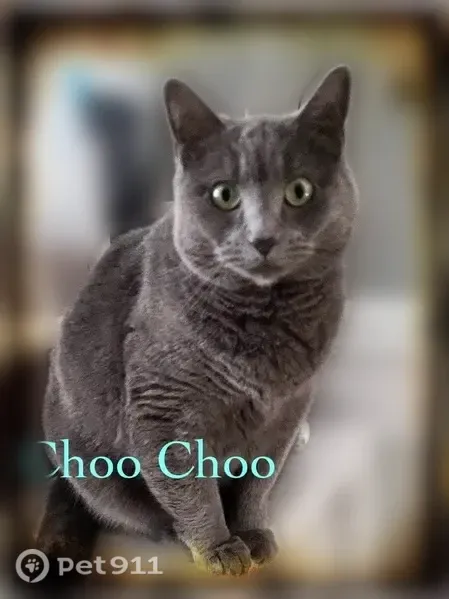 Lost female cat, Northcliff Avenue, 5684, Cleveland — vocal and responds to her name - photo