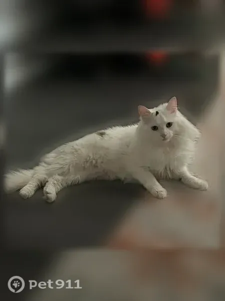 Lost cat, West Nine Mile Road, 27400, Farmington Hills — male with long white hair - photo