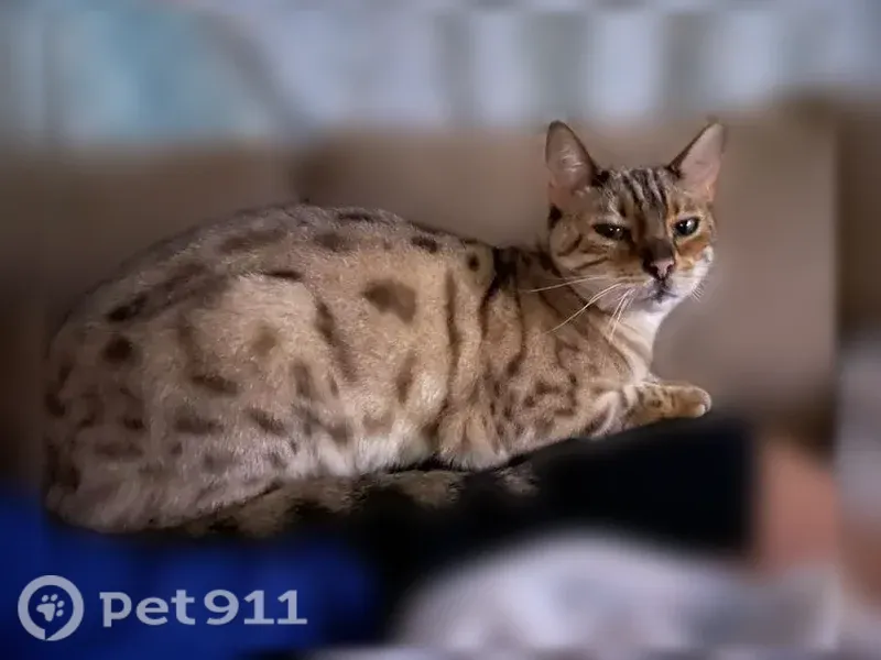 Lost cat, Southwest 80th Drive, 701, Gainesville — male Bengal, very vocal - photo