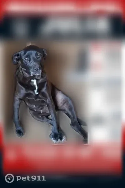 Lost female dog, Spragins Hollow Road Northwest, 10113, Huntsville — black Lab mix with crooked front paws - photo