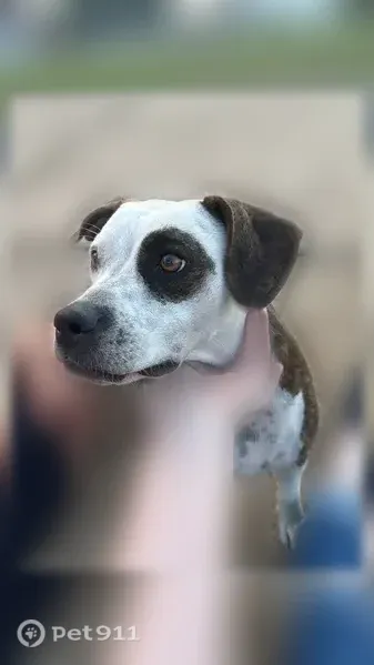 Lost dog, Atoka, Tennessee — female - photo