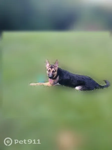 Lost dog, Happy Top Road, 2625, Morris, Morris — wearing a brown leash - photo