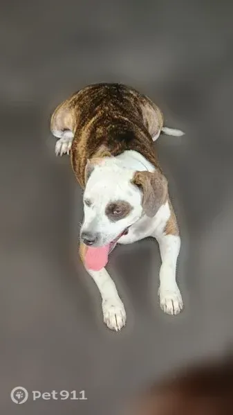 Found dog, Atoka, Tennessee, Arlington — female who recently gave birth - photo