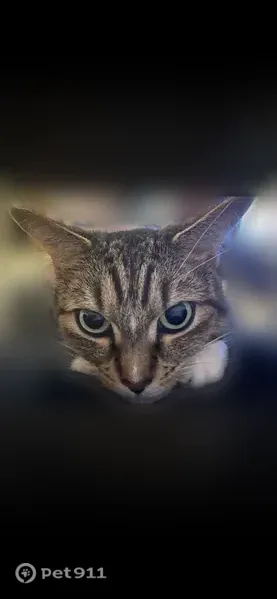 Lost cat, Belfast Road, 11, Peabody, Enosburg Falls — female gray calico with blue and yellow eyes - photo