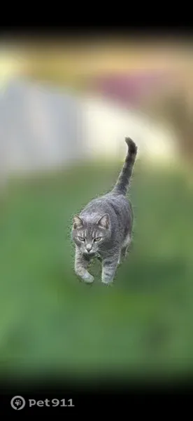 Lost male cat, Avent Circle, 409, Holly Springs, Raleigh — gray tabby, friendly with humans - photo