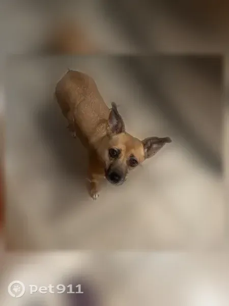 Lost dog, female, Tara Drive, 440, Fruita — tan, 15-pound, extremely skittish - photo