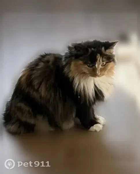 Lost female cat, Bradburn Boulevard, 7865, Westminster — small and fluffy - photo
