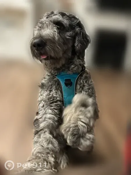 Lost dog, Drew Road, 4198, Cumming — male with black-speckled grey coat - photo