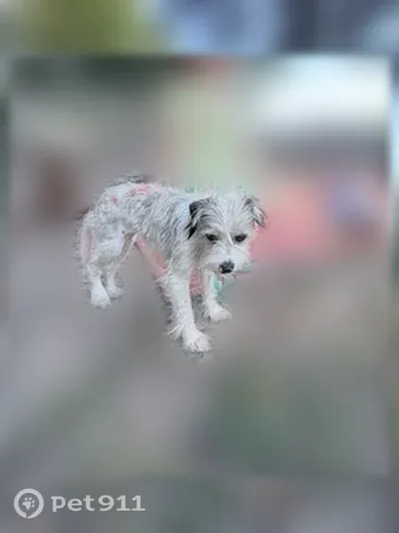 Lost dog, I 77, Wytheville, Wytheville — small, timid female with wiry hair - photo