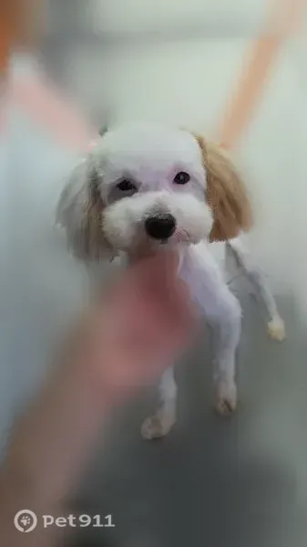 Lost dog, Fairview Street, 1406, Reading — white male poodle with a brown ear - photo