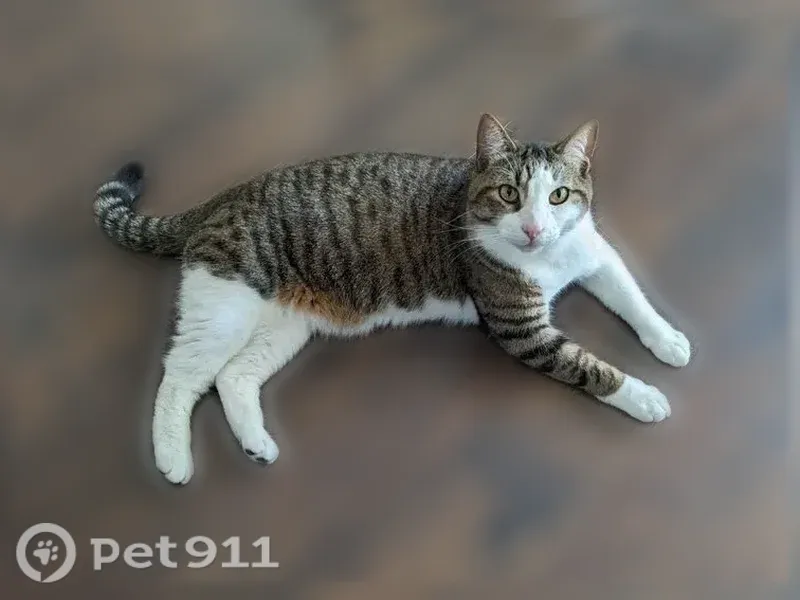 Lost cat, 122nd Avenue, 1219, Hopkins, Allegan — male with a white left front leg - photo
