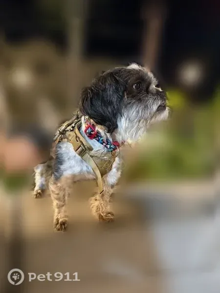 Lost dog, Wilson Place, 17, Roosevelt — small white-and-black male dog - photo