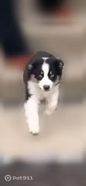 Lost dog, female, Fenton Street, Columbus — white with black and tan on her face - photo
