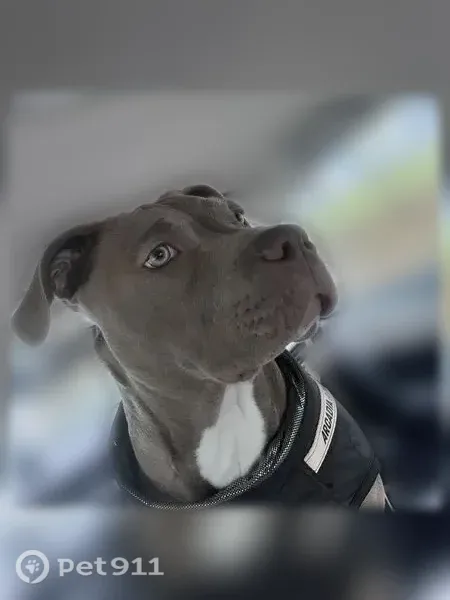 Missing dog Female, Seattle (usl547180) - photo