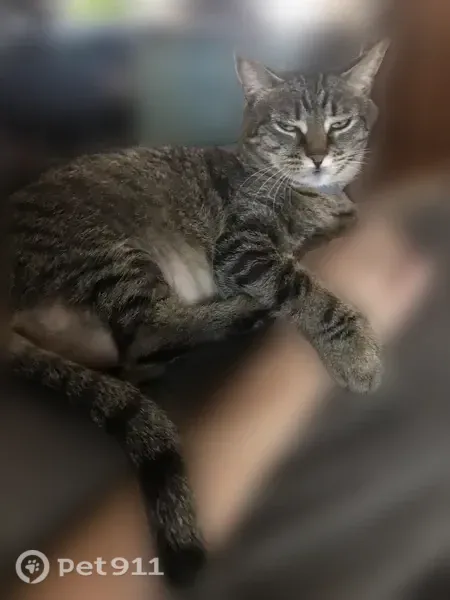 Lost cat, female, Knollcrest Avenue, 2029, Clermont — skittish around strangers - photo