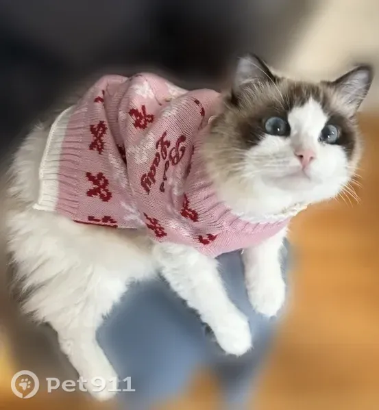Lost female cat, Andes Hills Court, 45425, Novi - photo
