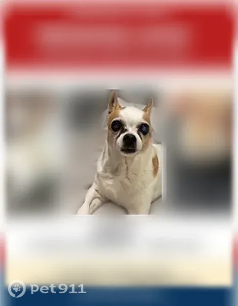 Lost Dog, Merriam Avenue, 1327, Fort Lee — male, white and tan - photo
