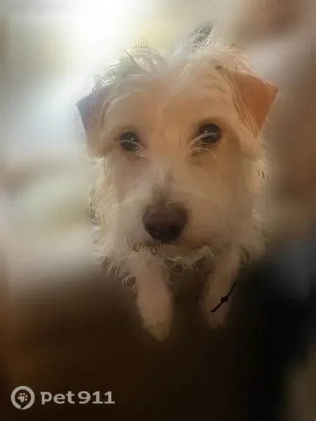 Lost dog, Tucson — small beige terrier mix named Tuck - photo