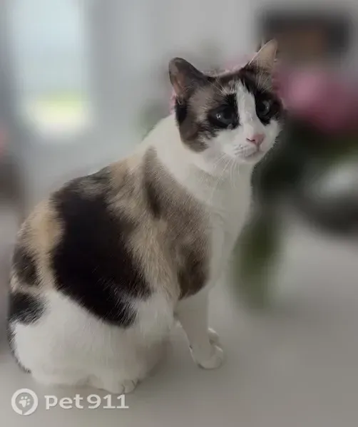 Lost cat, Cleat Lane, 1749, Sarasota — female Siamese, about 16 lbs - photo