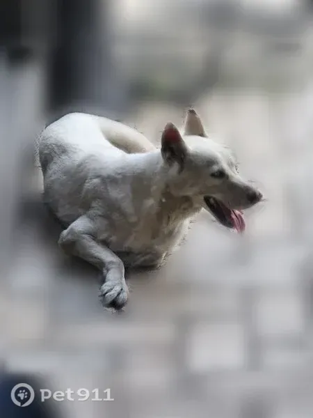 Lost dog, female, Knurled Oak Lane, 8312, Spring — white husky with blue eyes - photo