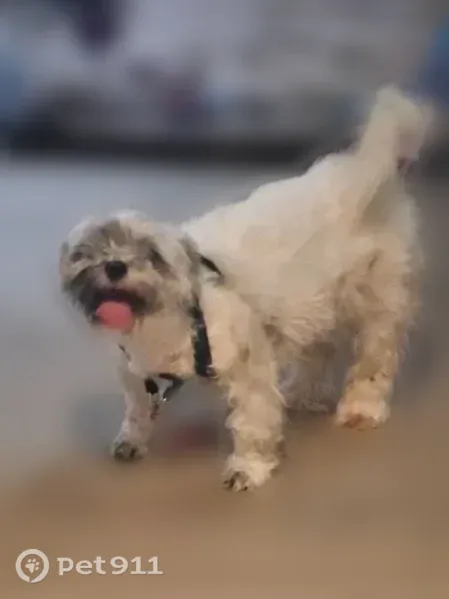 Lost dog, female, East Iliff Avenue, 9700, Denver, Denver — black spots when shaved - photo