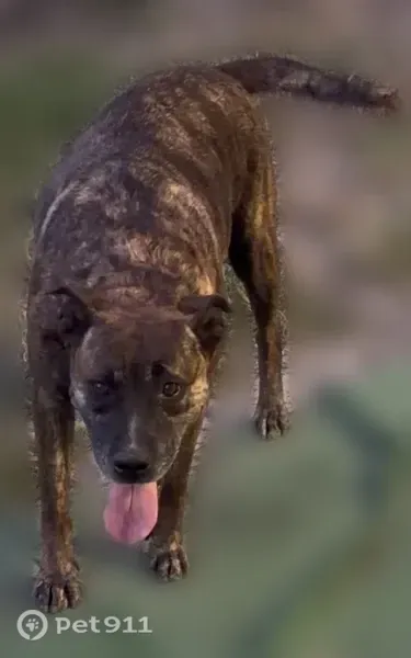 Lost dog, Northwest 17th Avenue, 7169, Miami — female with black spots - photo