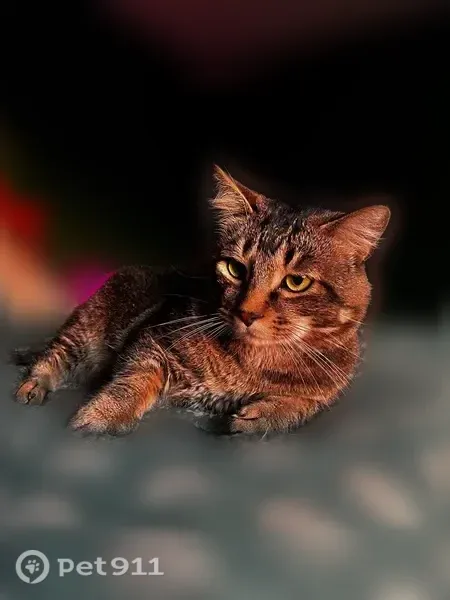 Lost male cat, High Street, 129, Clinton — bright green eyes - photo