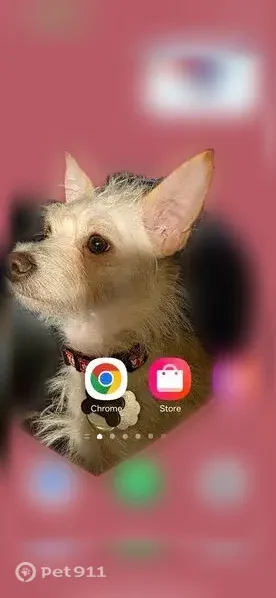 Lost male dog, Elm Grove Church Road, 341, Reidsville — white rainbow collar - photo